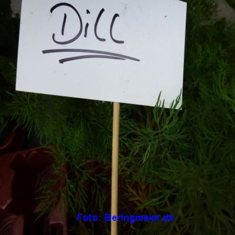 Dill Thalia - Bio