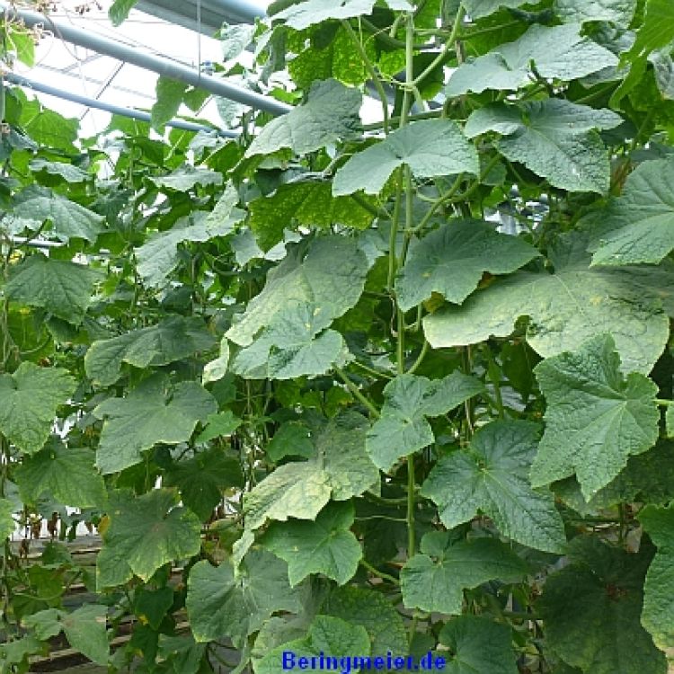 Treibgurken Bluesummer F1 -  bio