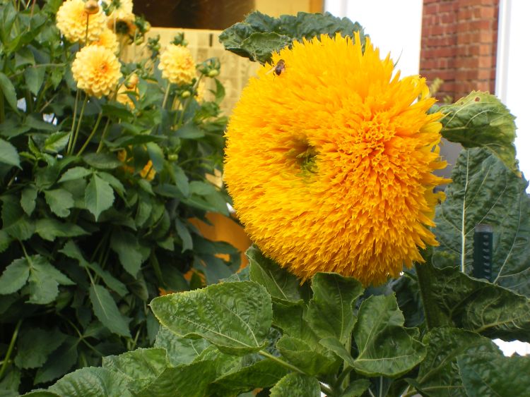 Sonnenblumen Hohe Sonnengold - ungebeizt