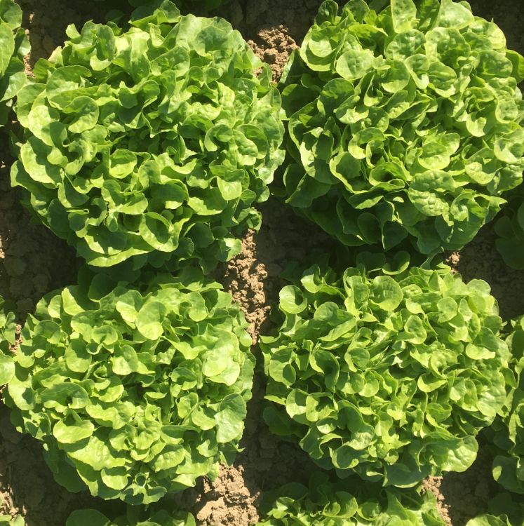 Grüner Eichblattsalat Kiela (Treib) - ungebeizt