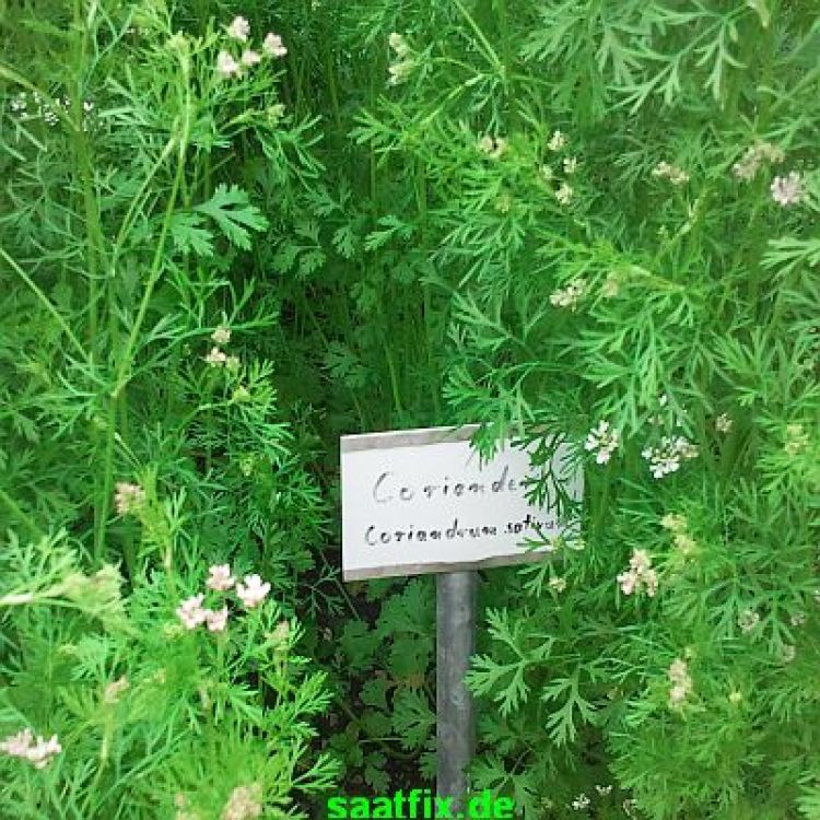 Koriander Atlas