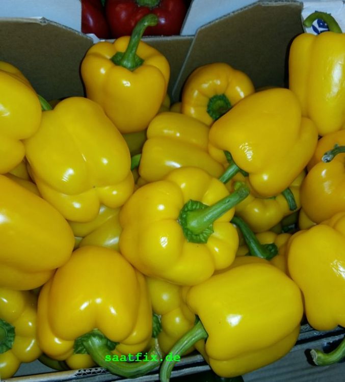 Paprika  F1