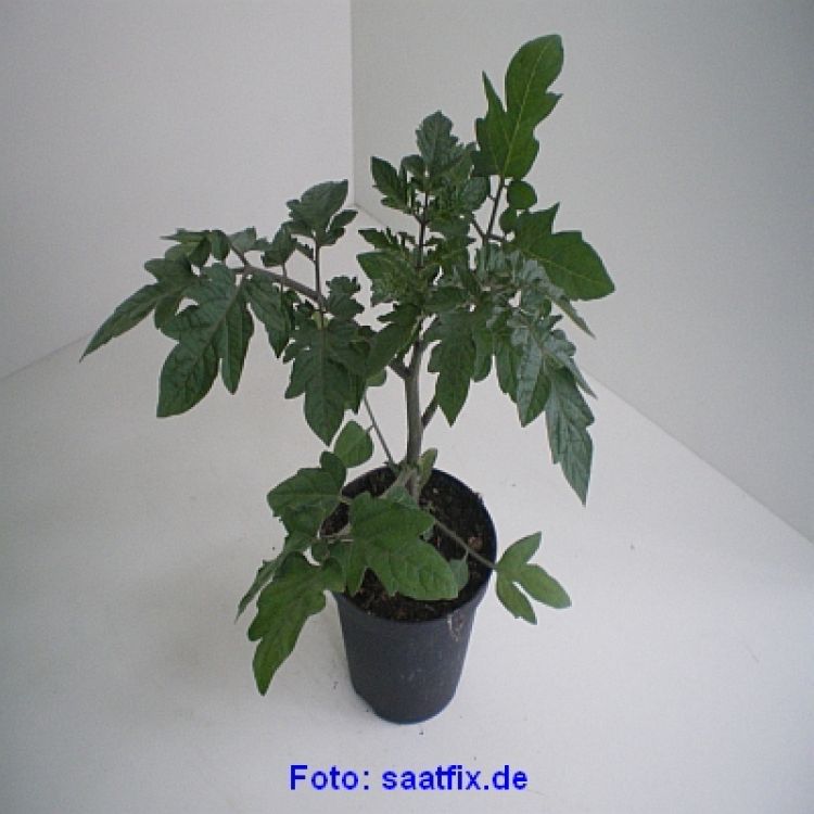 Veredelungsunterlage Stromboli