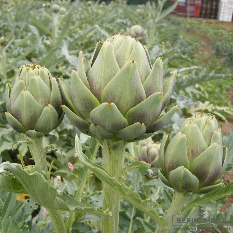 Artischocken Vert de Provence - bio