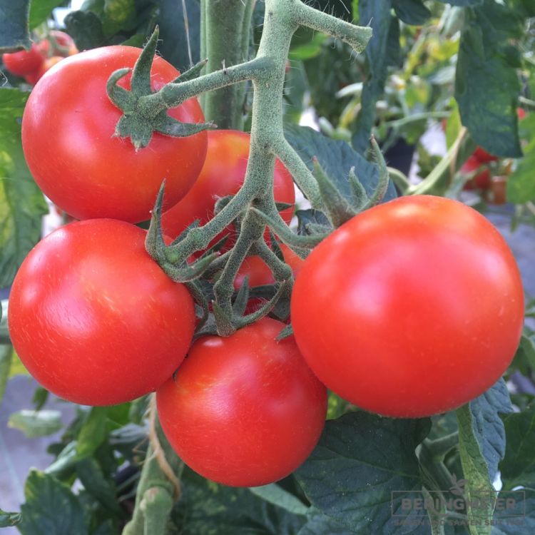 Normalfrüchtige Tomate Arvento F1 Bio