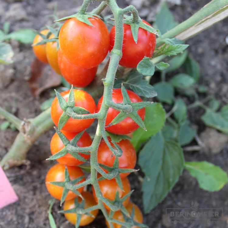 Cocktailtomate Avalantino F1 Bio
