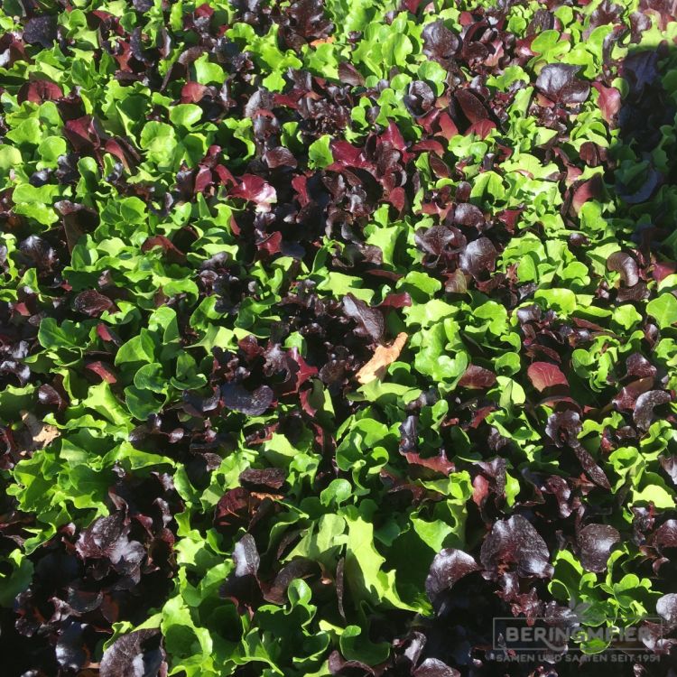 Babyleaf Salat Mischung