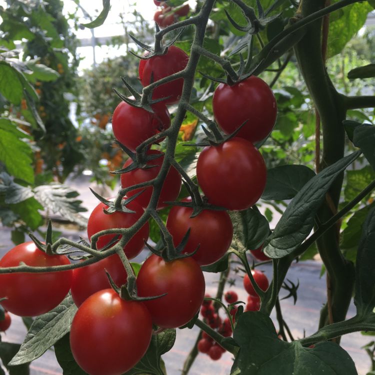 Cocktail-Tomate BOL-T- 5202 F1 - Bio