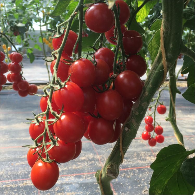 Cherry-Tomate Chralita (BOL-T- 4202) - Bio