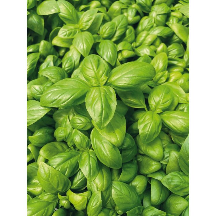 Basilikum kleinblättrig Fortifino F1