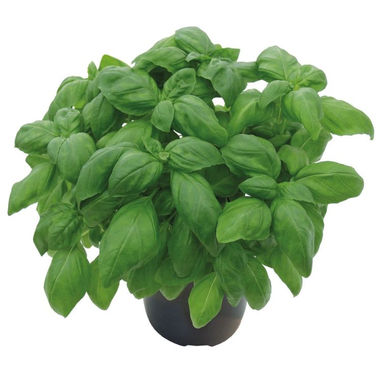 Basilikum großblättrig Loki