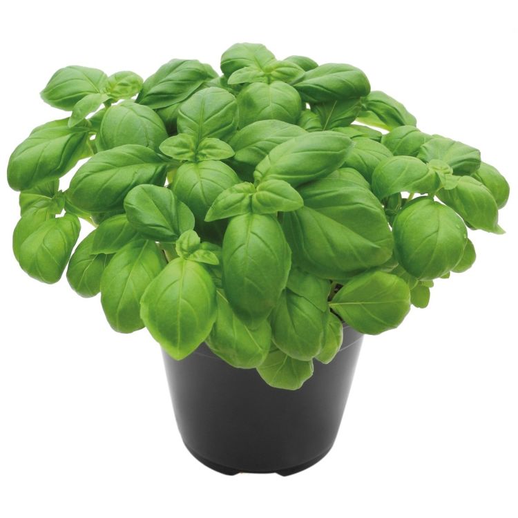 Basilikum Lucia - Genoveser Typ