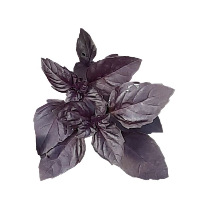 Basilikum rotblättrig Purple Rain