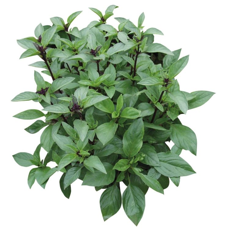 Basilikum Sita -Thai-Basilikum