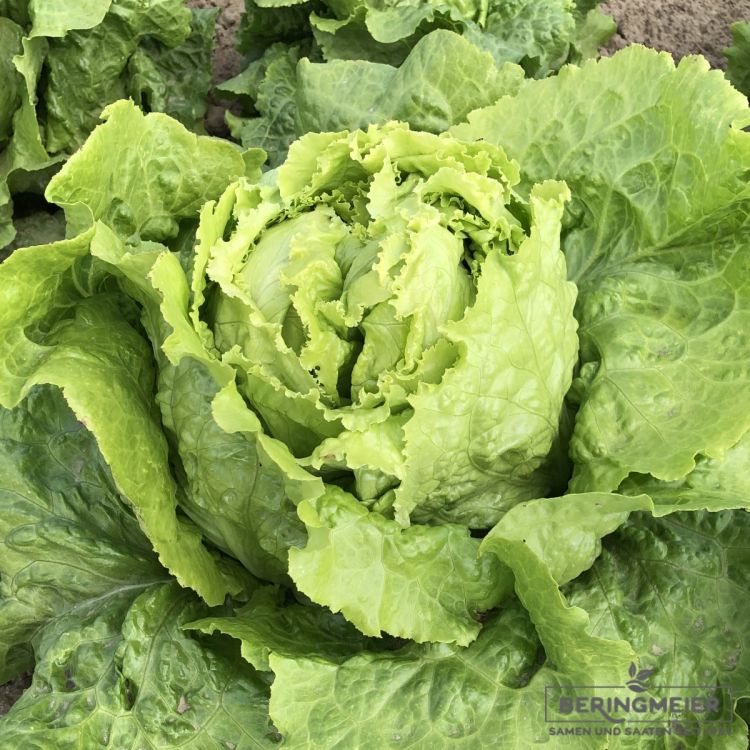 Grüner Bataviasalat Mareika - Bio