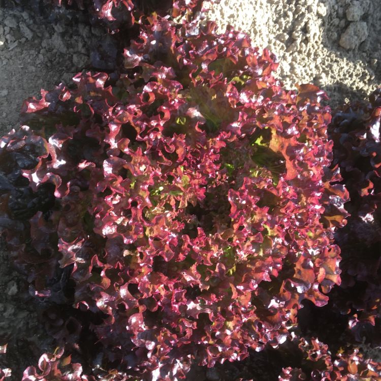 Bataviasalat rot Kovalski