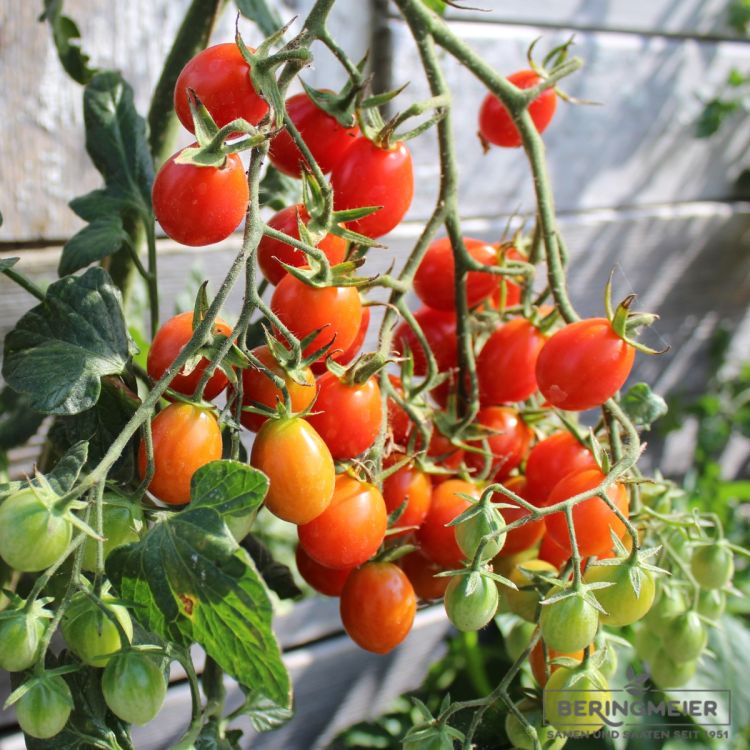 Cocktail-Tomate Phiabella (BOL-T- 5109) F1 - Bio