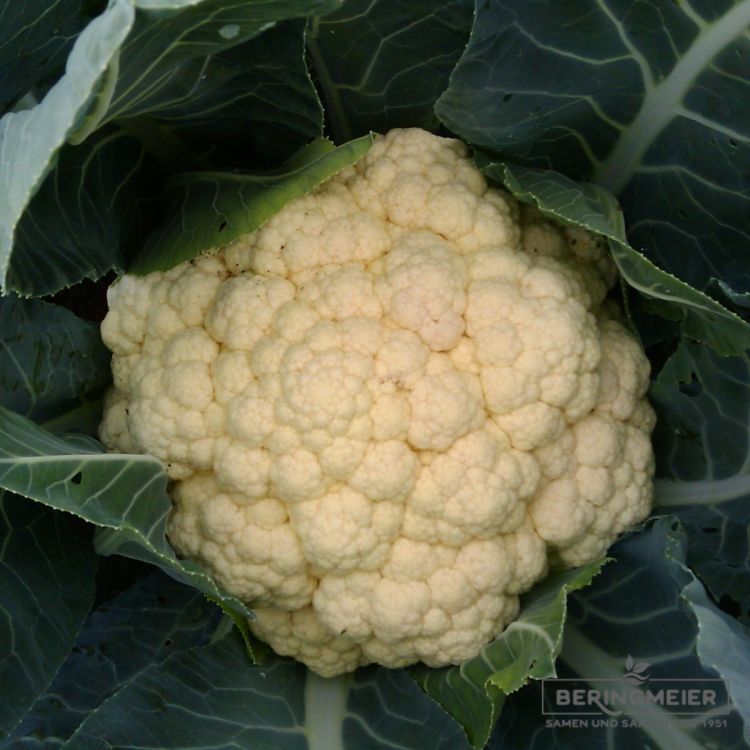 Blumenkohl Herslo F1 - ökologisches Saatgut