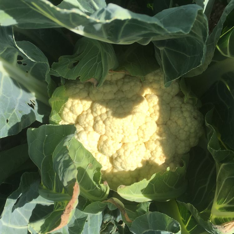 Blumenkohl Opaal
