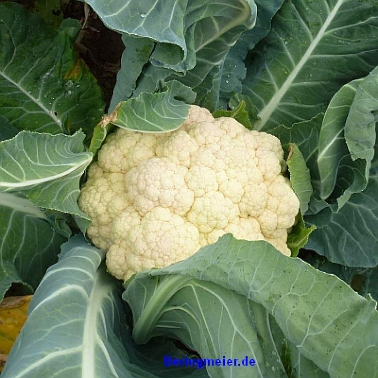 Blumenkohl Neckarperle