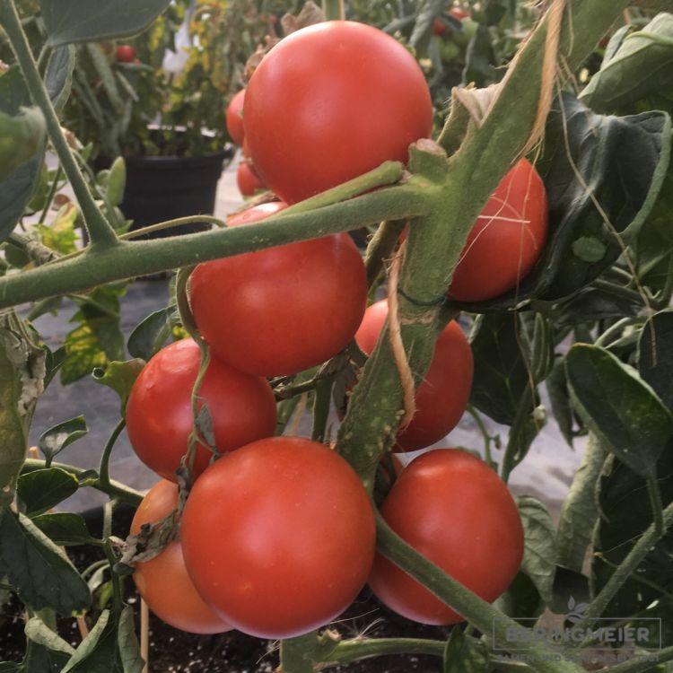 Normalfrüchtige Tomate Bocati F1