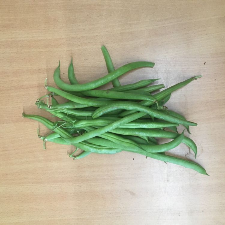 Buschbohnen Kriter (MV4891) - ungebeizt