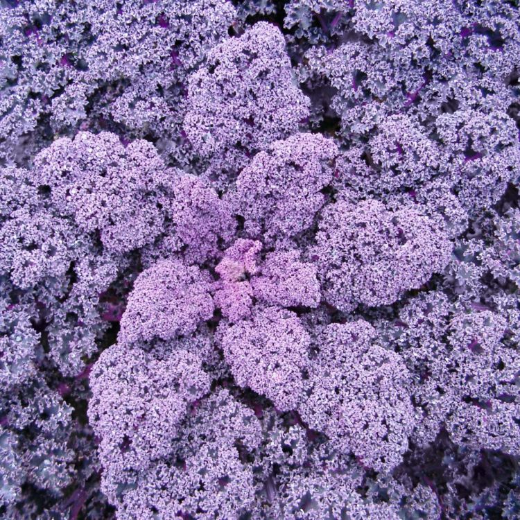 Grünkohl Redbor F1 - Foto bejo Samen GmbH