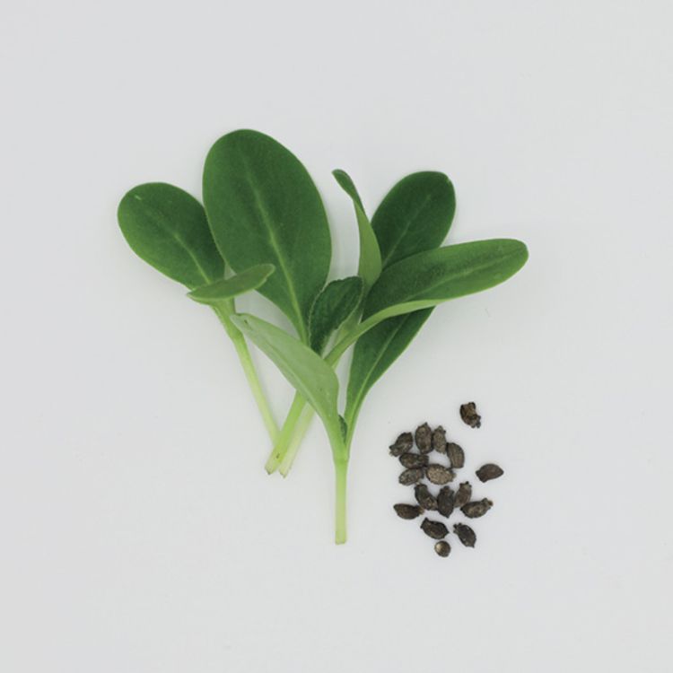 Borretsch Keimsprossen Saatgut konventionell