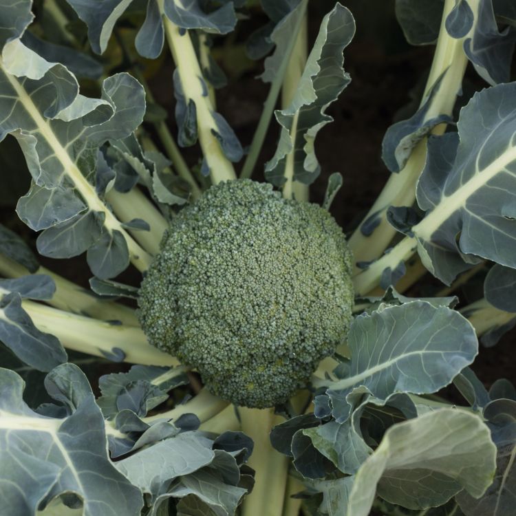 Brokkoli Malibu F1 - Foto bejo Samen GmbH