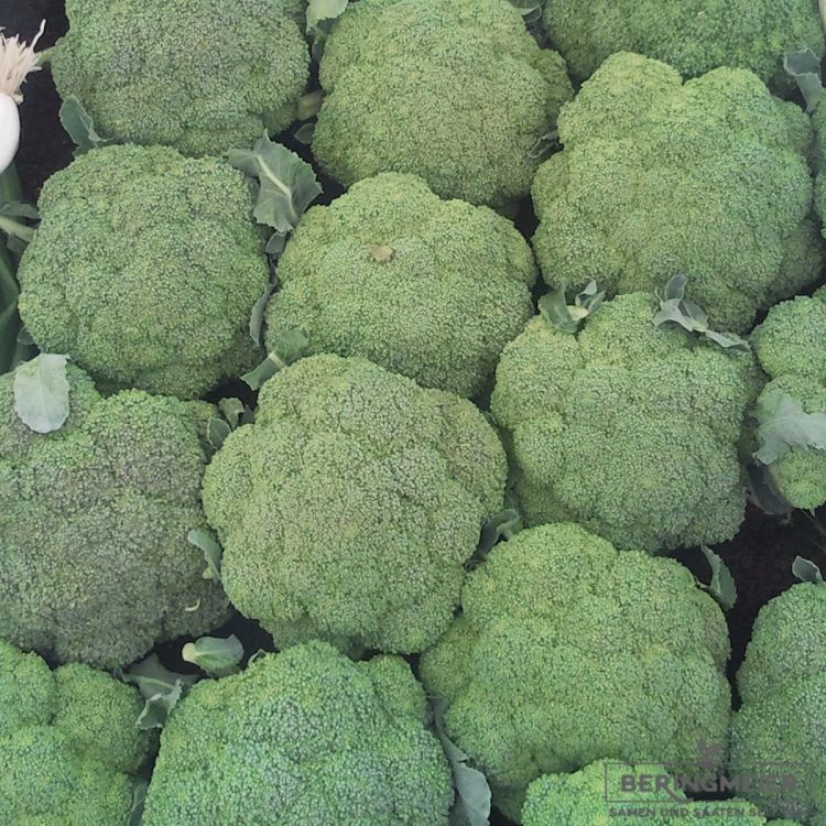 Brokkoli Crucible F1