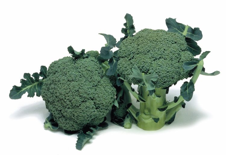 Brokkoli Marathon F1 Foto Sakata