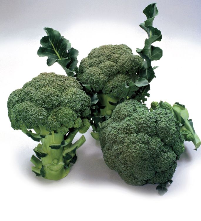 Brokkoli Marathon F1 Foto Sakata