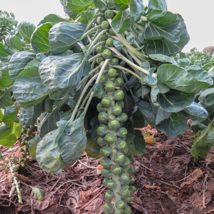 Rosenkohl Octia F1 - Foto bejo Samen GmbH