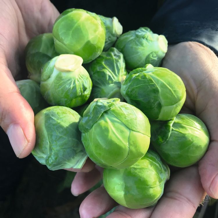 Rosenkohl Silvia F1 bio - Foto bejo Samen GmbH