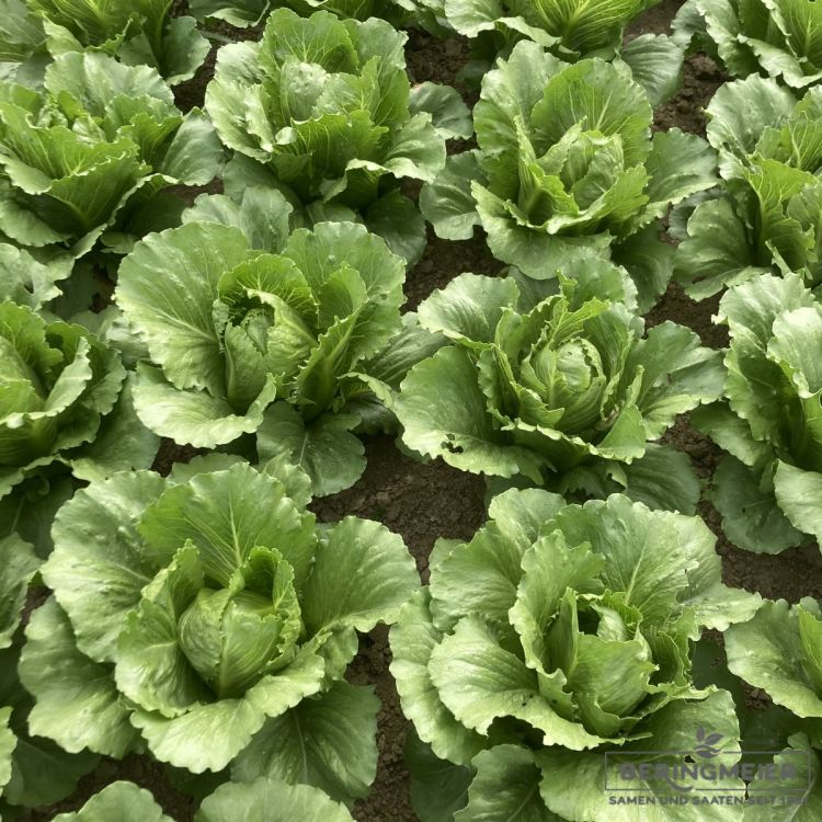 Crunchy Salat Galactita - bio