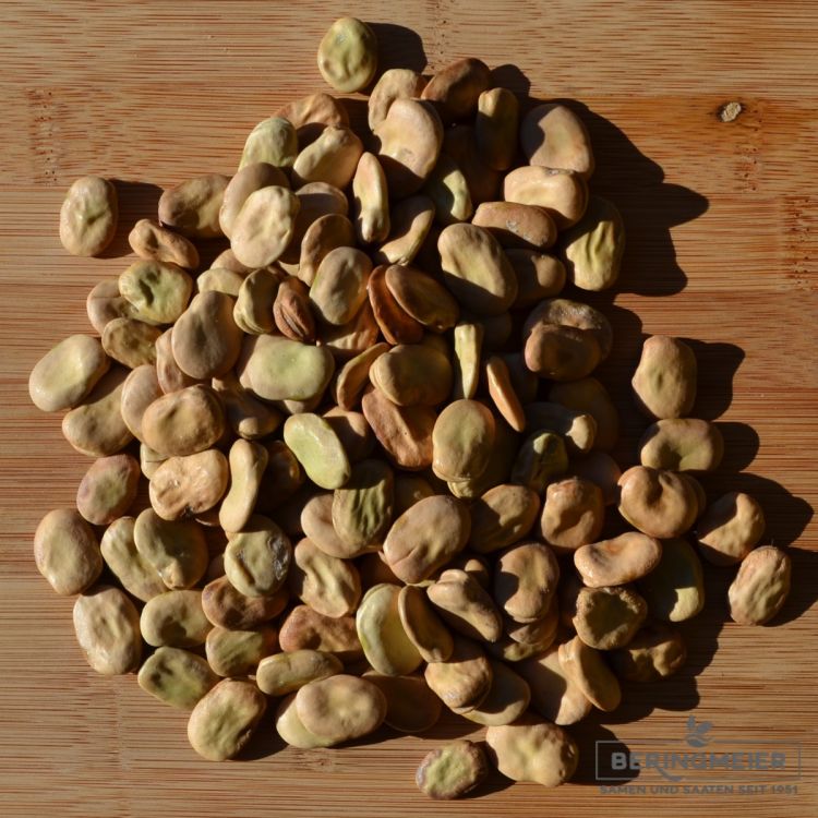 Dicke Bohne Aquadulce