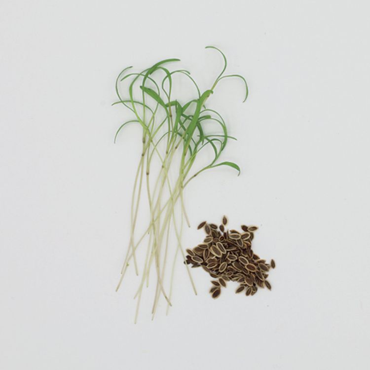 Dill Keimsprossen Saatgut