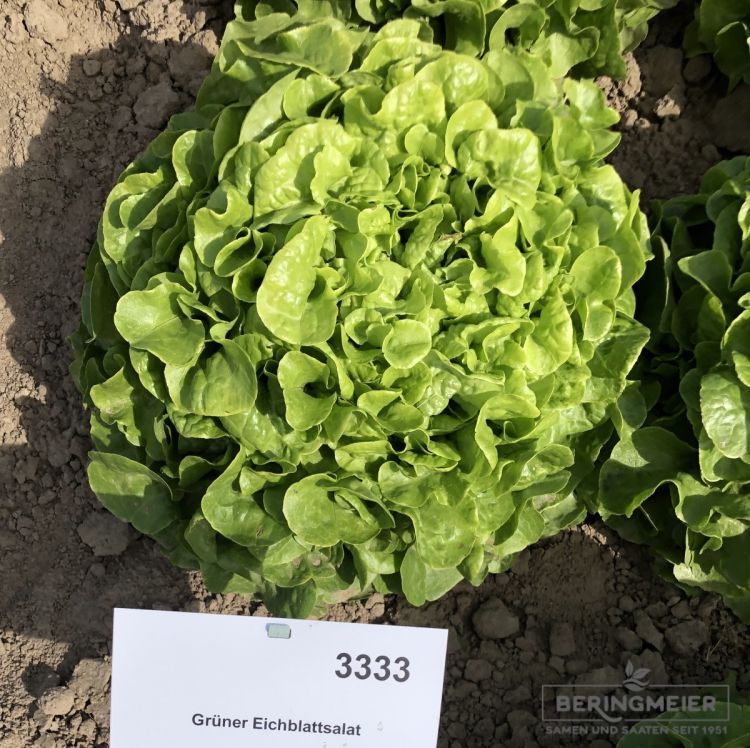 Grüner Eichblattsalat Admir - Bio