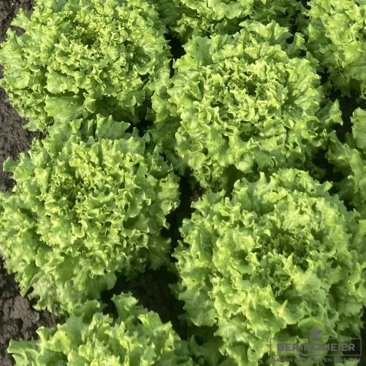 Grüner Bataviasalat Marinie
