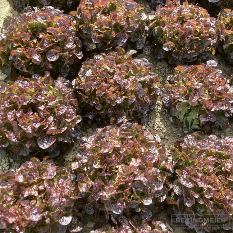 Roter Eichblattsalat Suyai