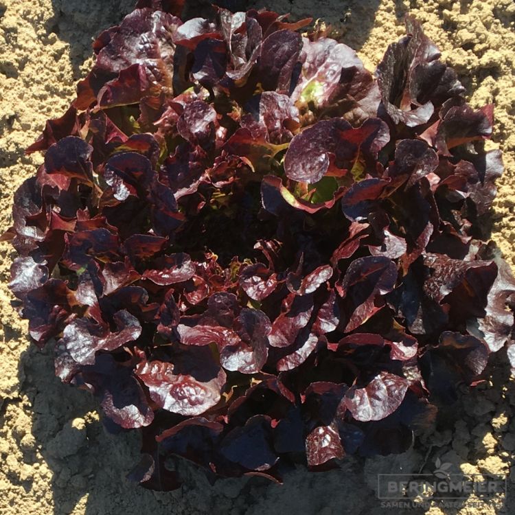 Roter Eichblattsalat Belesai