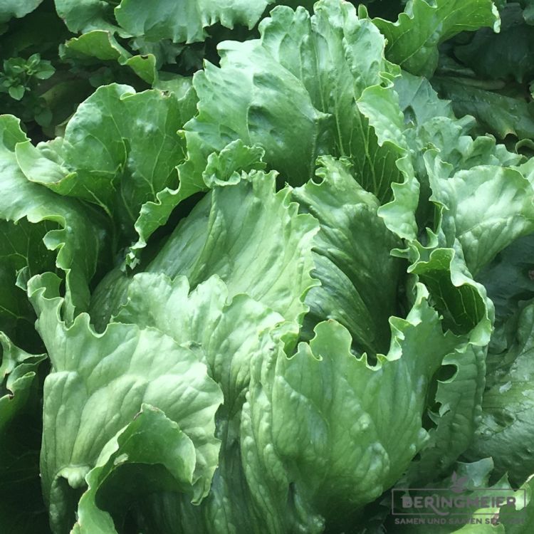 Eissalat Gustinas