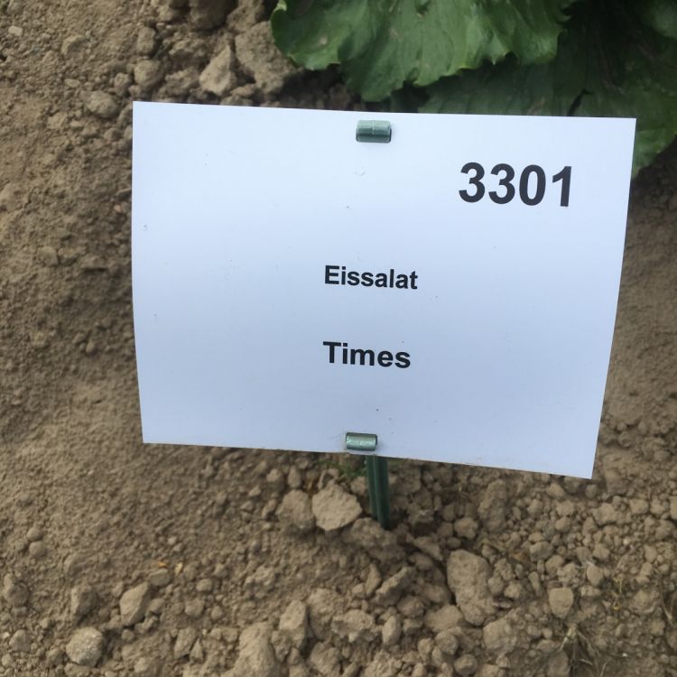 Eissalat Times