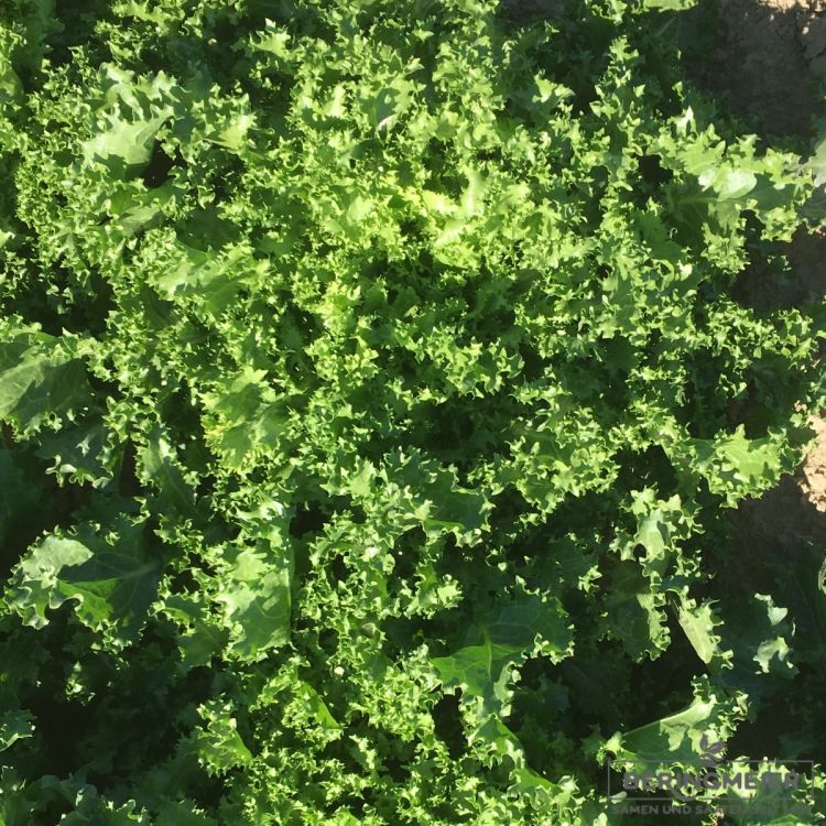Endivie Comaneci Frisée (gekraust) Bio