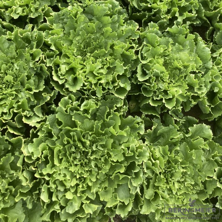 Endivie Appari glatt