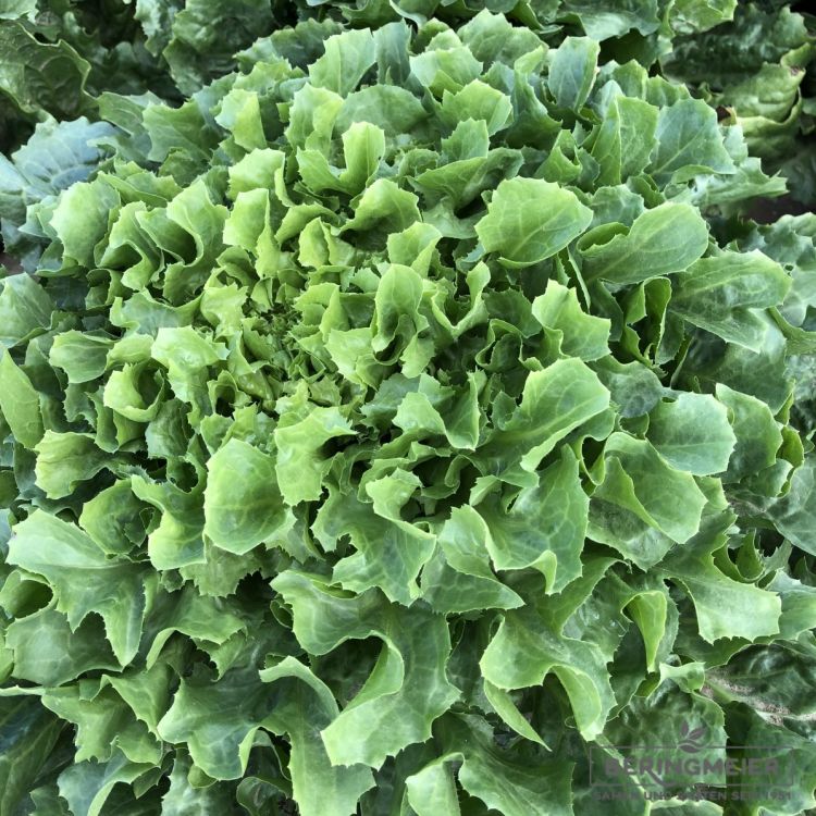 Endivie Nuance glatt Bio