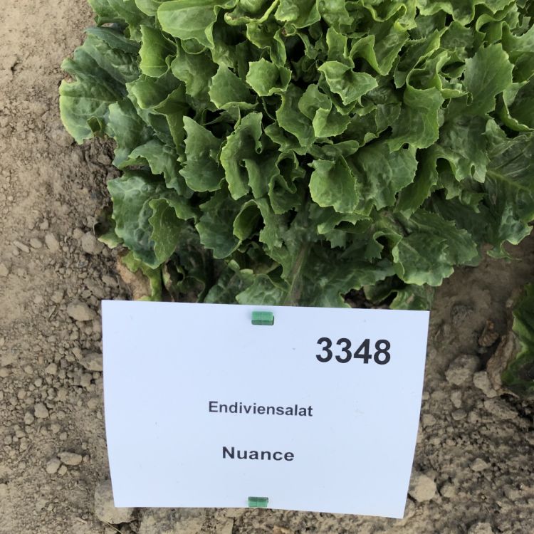 Schnellwachsende Endivien Standartsorte