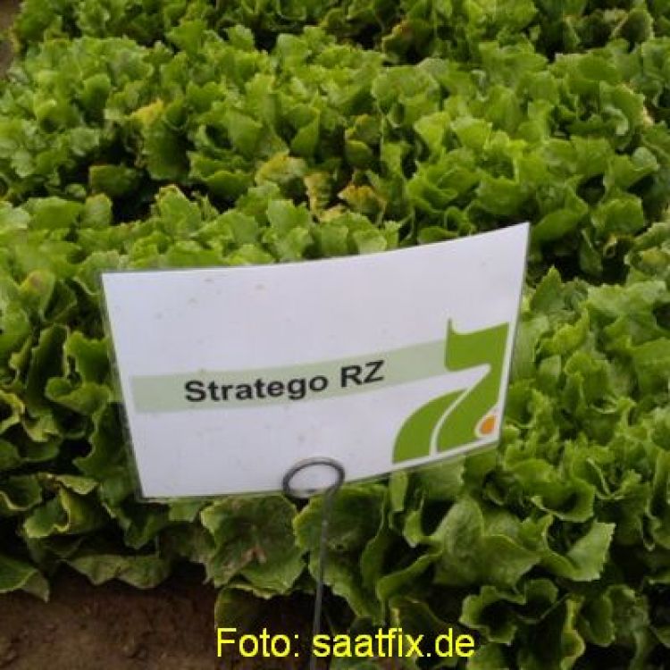 Endivie Nummer Vijf 2-Stratego glatt öko