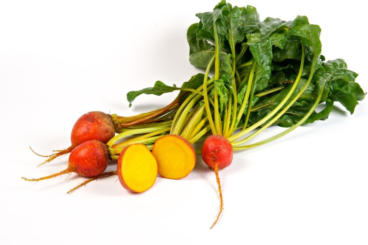 Gelbe Bete Golden Eye Foto Sakata