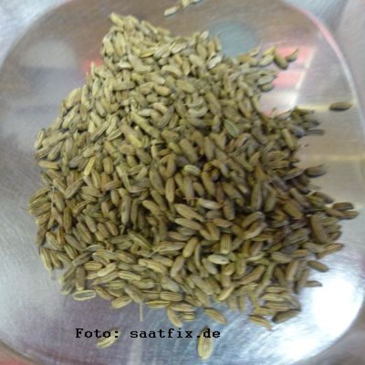 Fenchel Gewürzfenchel Bio